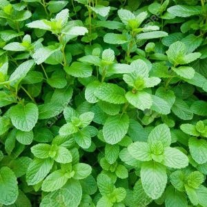 Menthe Vraie