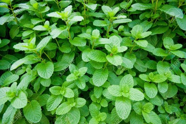 Menthe Vraie