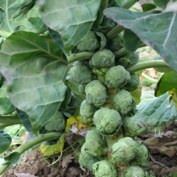 Choux bruxelles de Rosny