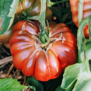 Tomate Calabash  rouge
