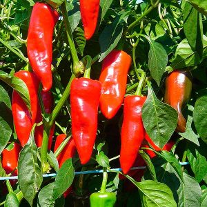 Piment Gorria dit d'Espelette