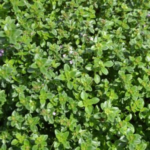 Thym citron