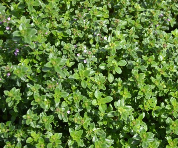 Thym citron