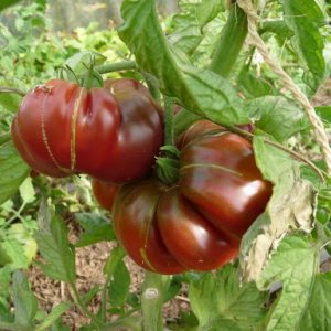Tomate Ananas Noire