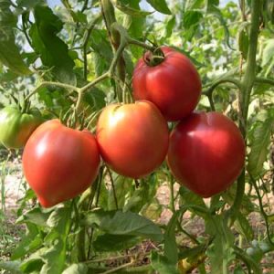 Tomate coeur de boeuf Anna Russe