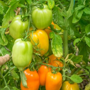 Tomate Banane orange