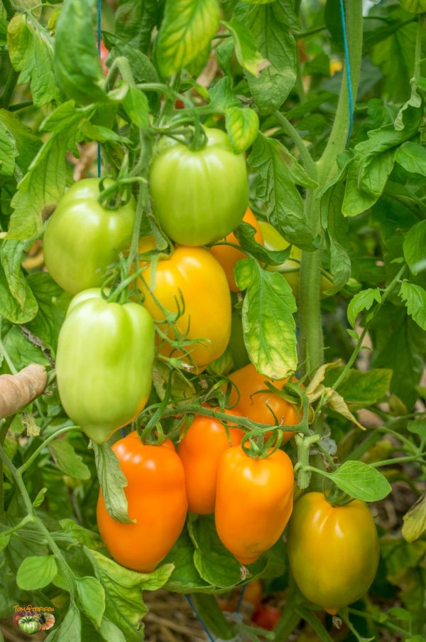 Tomate Banane orange