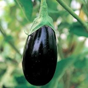 Aubergine impériale beauté noire