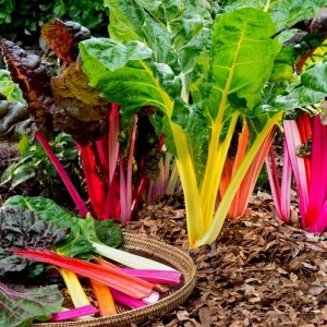 Côtes de bette à carde multicolores