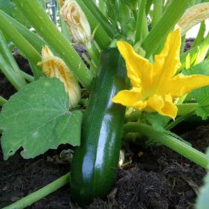 Courgette black beauty