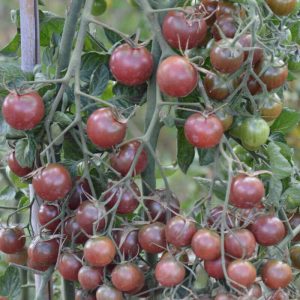 Tomate cerise Black Cherry