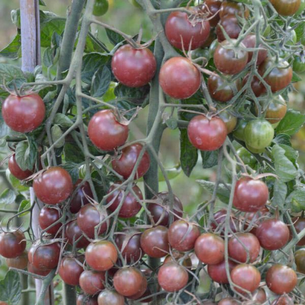 Tomate cerise Black Cherry
