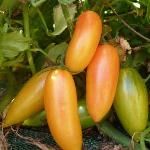 Tomate Blush