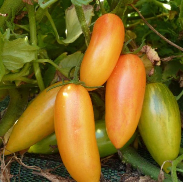 Tomate Blush