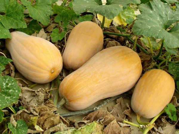 Courge Butternut