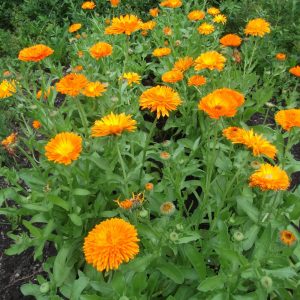 Calendula Officinalis