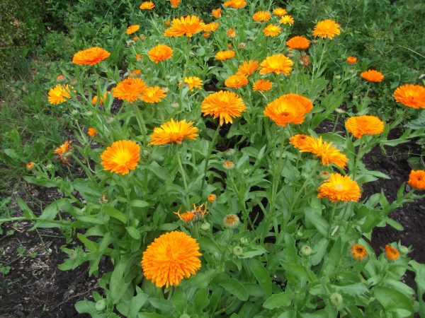 Calendula Officinalis