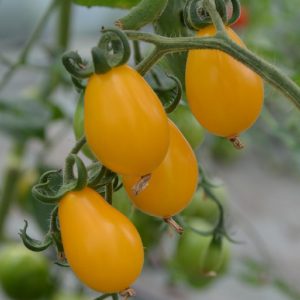 Tomate cerise poire jaune