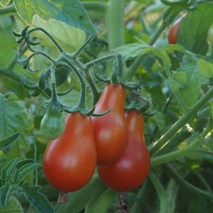 Tomate cerise poire rouge