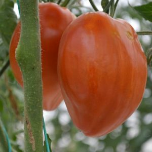 Tomate coeur de boeuf Jerusalem