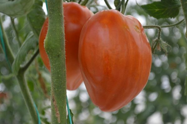 Tomate coeur de boeuf Jerusalem