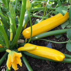 Courgette jaune