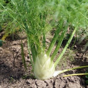 Fenouil doux précoce d'été