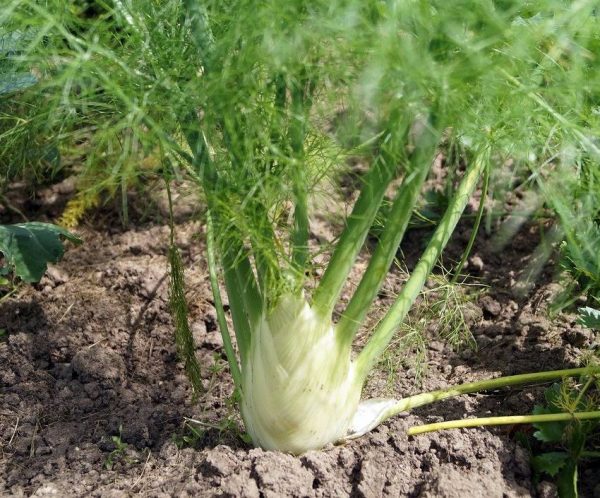 Fenouil doux précoce d'été