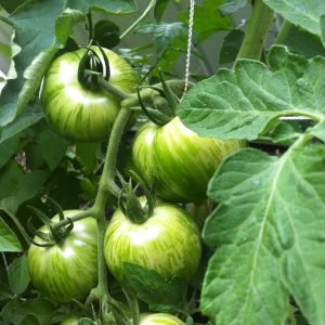 Tomate Green Zebra