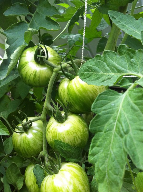 Tomate Green Zebra