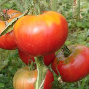 Tomate Grégory Altaï