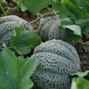Melon Jenny Lind
