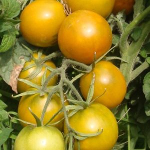 Tomate Lime green