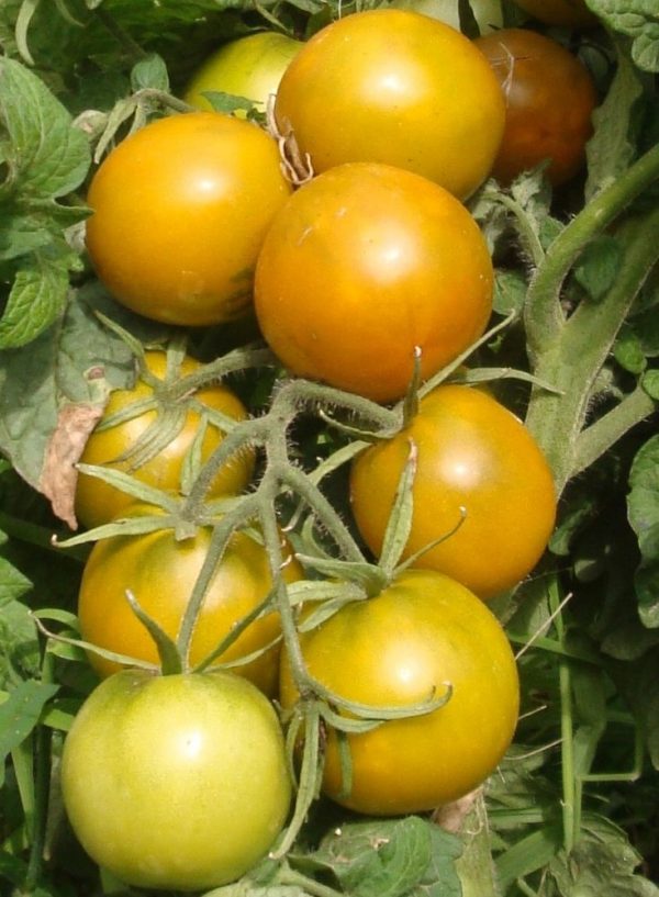 Tomate Lime green