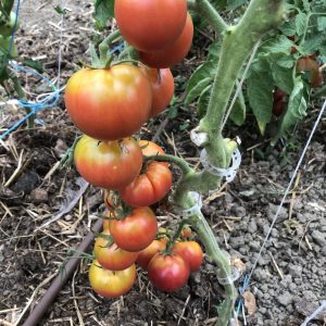 Tomate maritime rose
