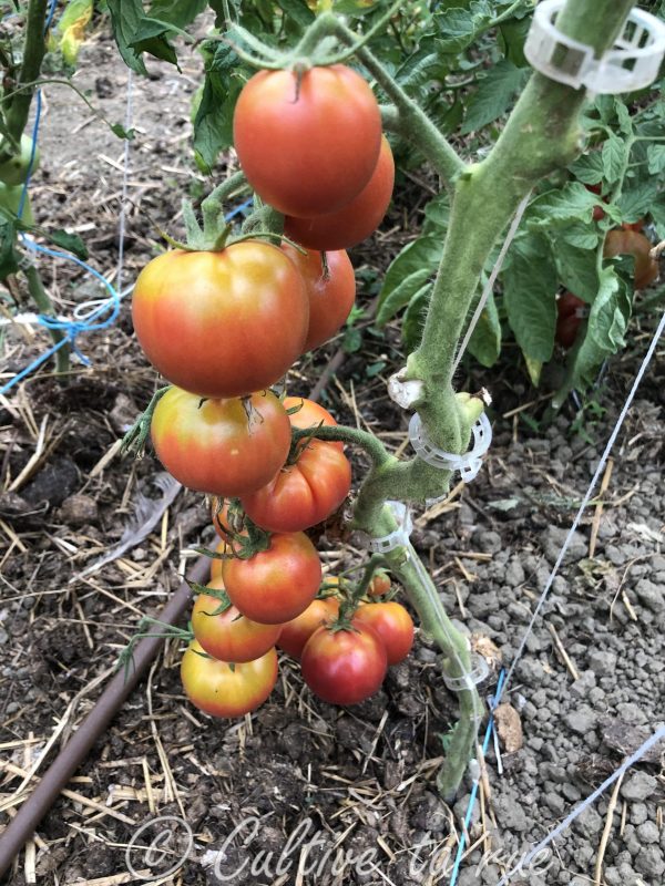 Tomate maritime rose