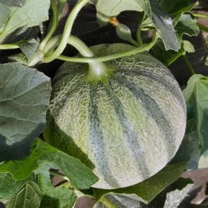 Melon Diamex Charentais