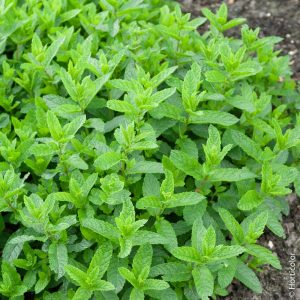 Menthe Marocaine