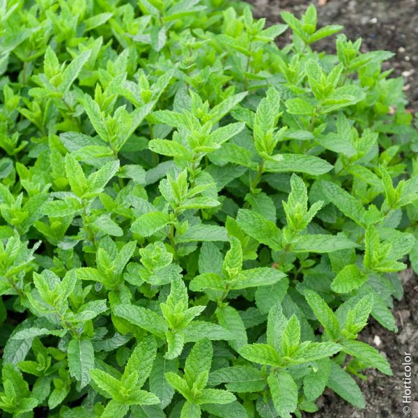 Menthe Marocaine
