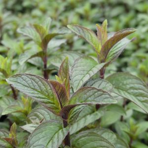 Menthe poivrée