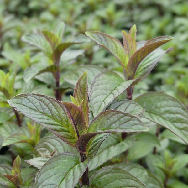 Menthe poivrée