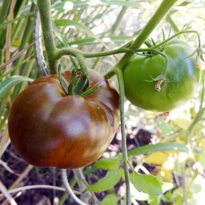 Tomate noire russe charbonneuse