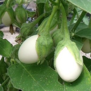Aubergine Oeuf blanc