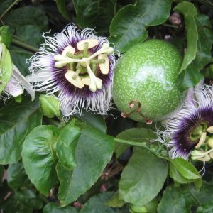Passiflore