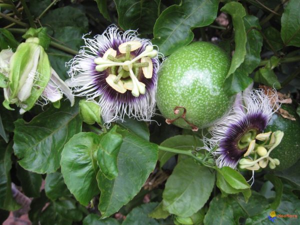Passiflore