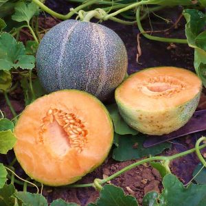 Melon petit gris de Rennes