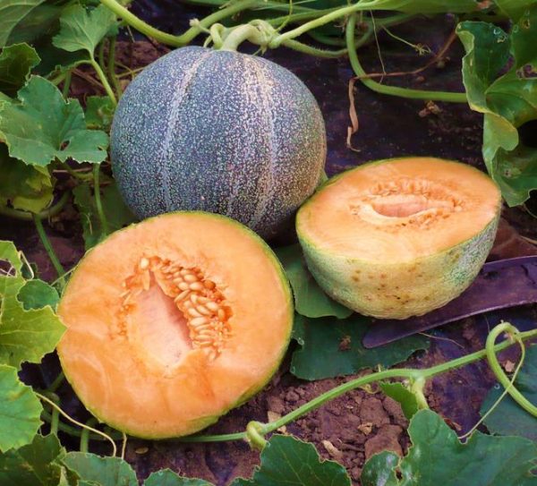 Melon petit gris de Rennes