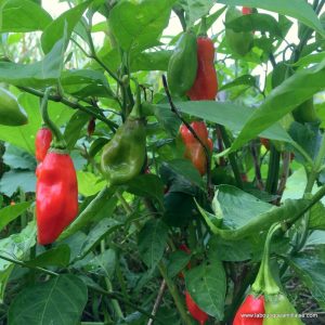 Piment végétarien