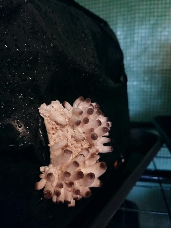 Kit culture pleurotes – Image 2