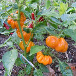 Poivron doux Mandarine